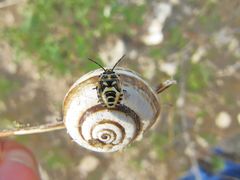 Košević am Vranasee, 09/2012