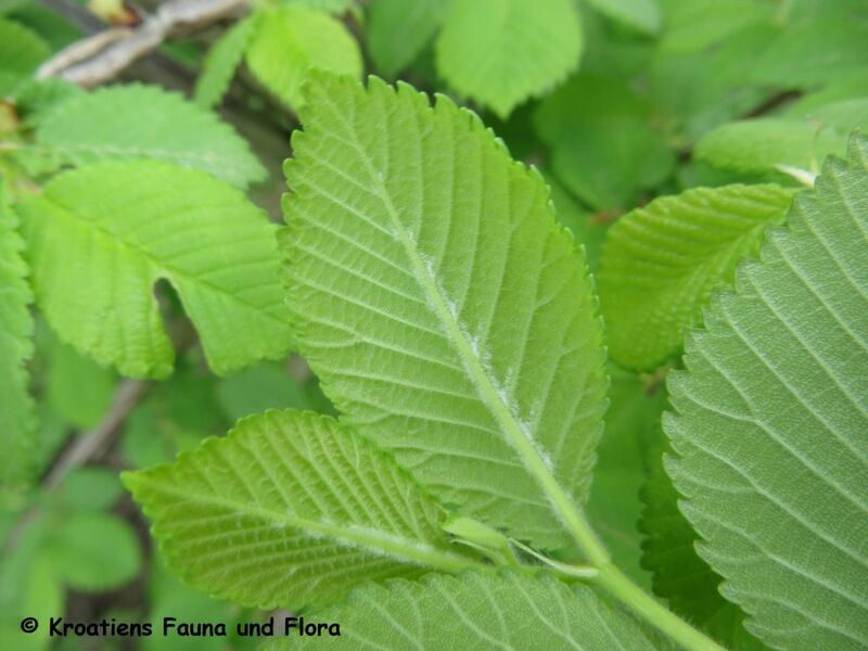 Datei:UlmMin Blatt Sab 180415 12103.JPG