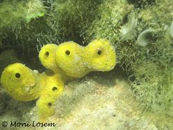 AplNar Vir 110622 22.jpg