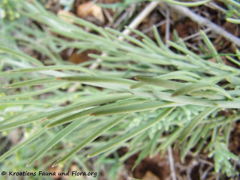 Datei:Bla 2 ThesDiv Vir 120522 401.jpg