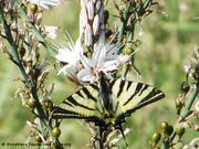 Iphiclides podalirius Linné, 1758 - Segelfalter, prugasto jedarce. Fundort: Vir 04/2014, Gefährdetes Tier , Geschütztes Tier