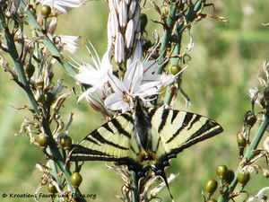 IphiclidesPodali Vir 140413 2187.jpg