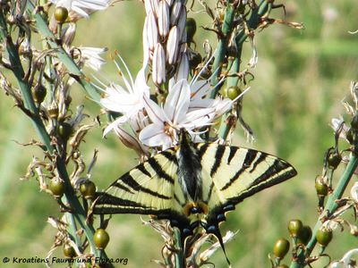 IphiclidesPodali Vir 140413 2187.jpg