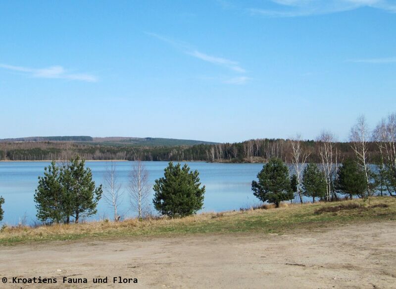 Datei:120328 183 Steinb See.JPG