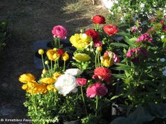 Ranunkeln in bunten Farben