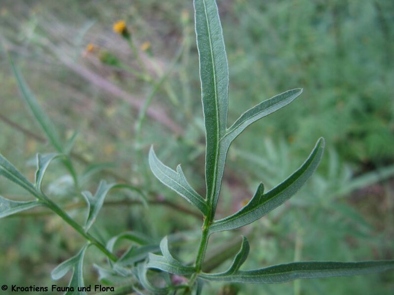 Datei:BidSubal Bla2 Senj 141016 6148.JPG