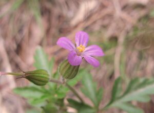 Blü GerPurp Senj 140406 1398.JPG