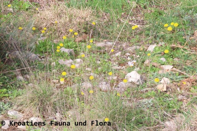 Datei:Crepis sancta (L.) Babcock, 1941 Vir 240308 7074.JPG