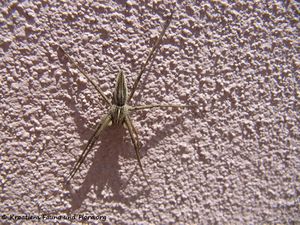 Pisaura mirabilis Clerck, 1757 Vir 150518 0660.jpg