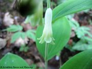 Polygonatum multiflorum (L.) Allioni, 1785 – Vielblütige Weißwurz, salamunov pečat. Fundort: Si Ribnica 04/2016, Giftpflanze , Heilpflanze, Zierpflanze
