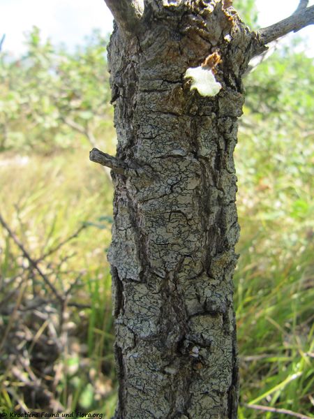 Datei:Quercus pubescens Willdenow, 1796 Smo 150730 1447.jpg