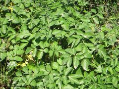 Grundrosette, Zaglav – Dugi Otok, 04/2018