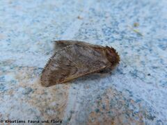 ♂ , Otok Vir 08/2020