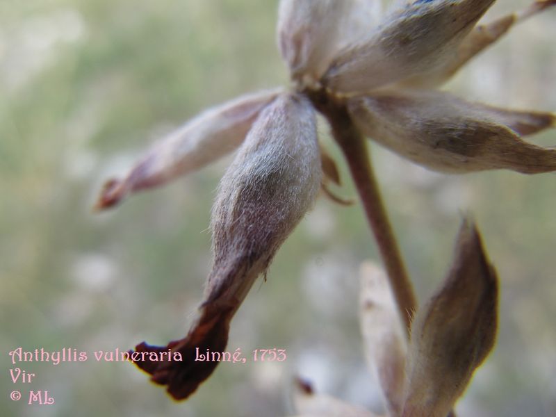 Datei:Anthyllis vulneraria Linné, 1753, Vir 120611 1205.jpg