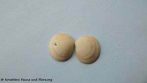 Ctena decussata Costa, 1829 Vir 100906 05.jpg