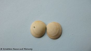 Ctena decussata Costa, 1829 Vir 100906 05.jpg