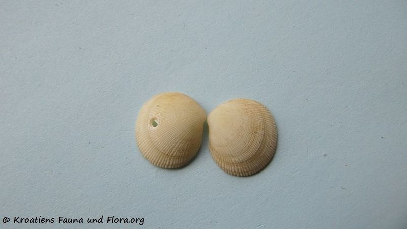 Datei:Ctena decussata Costa, 1829 Vir 100906 05.jpg