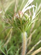 Noch geschlossene Dolde, Heselbach 06/2014