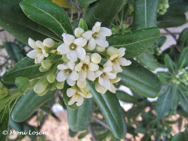 Datei:Pittosporum tobira Dryander, 1811, Vir 110417 110.jpg