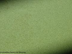 Spirodela polyrrhiza (L.) Schleiden, 1839 - Vielwurzel-Teichlinse, višekorjenska barska leća, April 2017