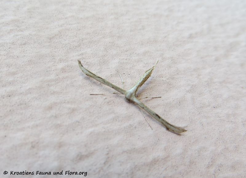 Datei:180610 14169 d.jpg