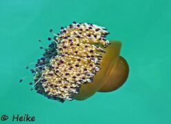 © Heike, Murter 08/2019