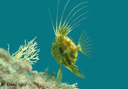 Zadar 11/2020. Die gegabelte Schwanzflosse