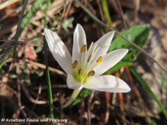 30.12.2021 - Die ersten Frühblüher sind erwacht