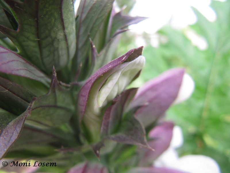 Datei:Acanthus balcanicus Heywood et I.Richardson, 1972 150513 0643.jpg