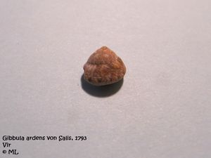 GibbArd Vir 110111 1818.jpg