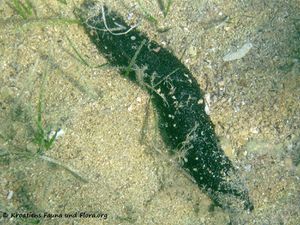 HolothTubu Vir 120909 2047.jpg