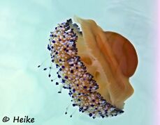 © Heike, Murter 08/2019