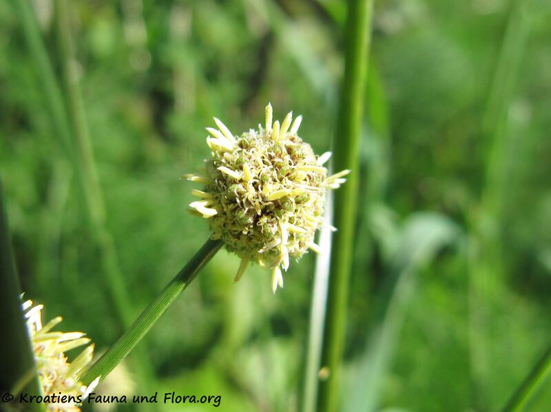 Datei:Blü6 ScirpoidesHolo Priv 130514 1682.jpg