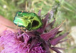 Auf Carduus nutans Linné, 1753, der Nickenden Kratzdistel, Vir 05/2012