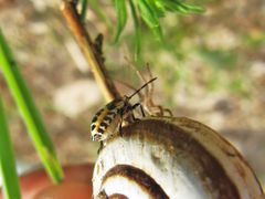 Košević am Vranasee, 09/2012