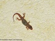 Hemidactylus turcicus Linné, 1758 - Europäischer Langfinger, kućni macaklin. Fundort: Insel Vir 09/2011, Gefährdetes Tier , Geschütztes Tier in Kroatien