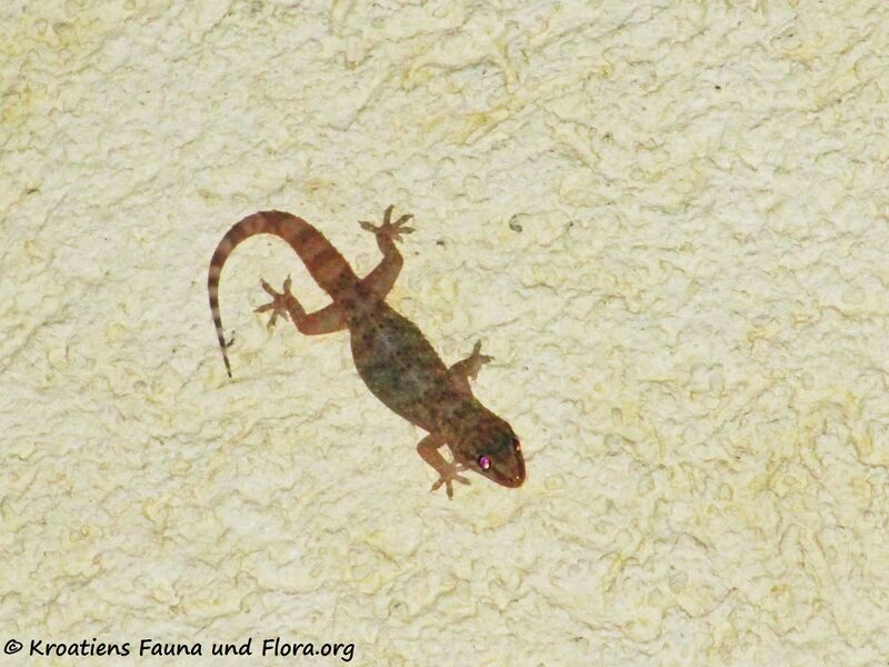 Datei:Hemidactylus turcicus Linné, 1758 Vir 110904 62.jpg