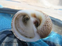 Die Unterseite mit dem weiten Nabel und dem Kallus, Vir 09/2011