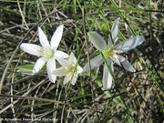 Ornithogalum dalmaticum Speta, 1990 - Dalmatinischer Milchstern, Dalmatinsko ptičje mlijeko, Fundort: Vir 05/2010, Endemische Pflanze, Streng geschützte Pflanze, Giftpflanze