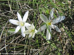 OrnithDalmat Vir 100524 9.jpg