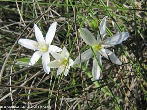OrnithDalmat Vir 100524 9.jpg