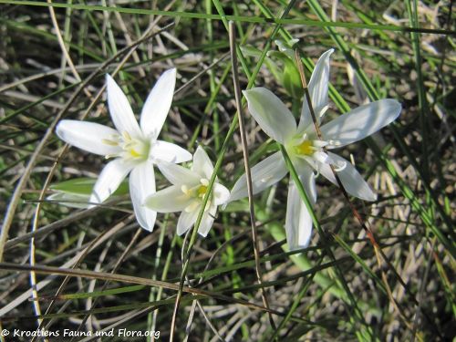 OrnithDalmat Vir 100524 9.jpg