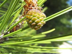 Kleine Zapfen im ersten Jahr, Otok Vir 06/2012