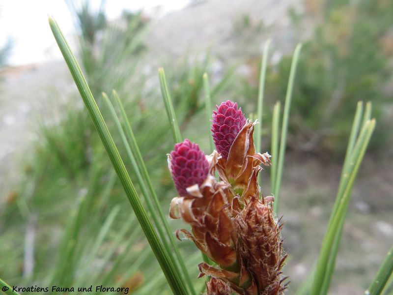 Datei:Pinus halepensis Miller 1767 Vir 180320 11305 txt.jpg