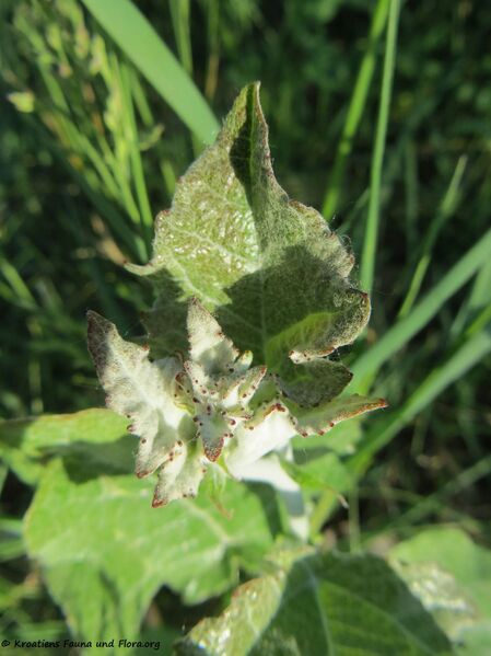 Datei:Populus alba Linné, 1753 WeWa180430 13341.jpg