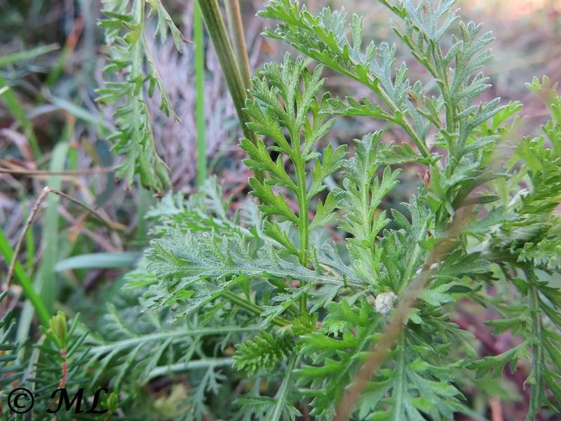 Datei:Achillea ligustica Linné, 1753 Vir 121230 4282.jpg