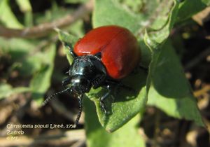 ChrysPop Zag 110918 22 D.jpg