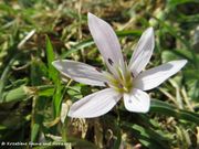 Colchicum cupanii Gussone, 1827 - Cupanis Zeitlose. Fundort': Vir 01/2013, Giftpflanze, Zierpflanze