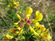 Hippocrepis emerus (Linné) Lassen, 1989 – Strauch-Kronwicke, grmoliki grašar. Fundort: Kožino 04/2015, Giftpflanze, Zierpflanze, Strauch, Giftpflanze