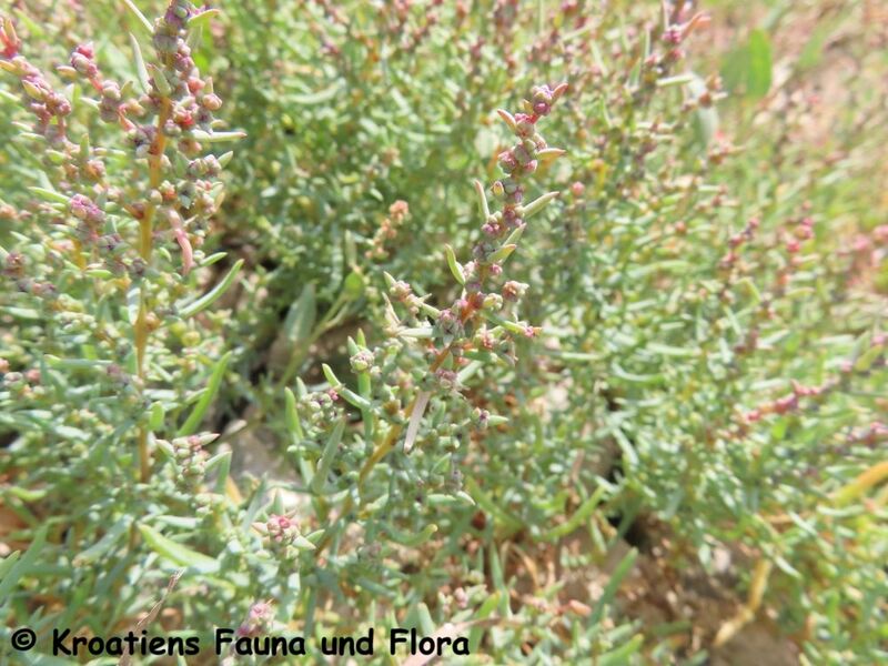Datei:Salsola kali Linné, 1753 Vrsi 230913 4146.JPG